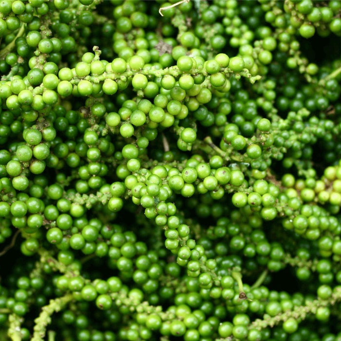 Black Pepper Essential Oil