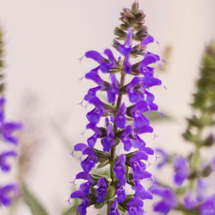 Clary Sage Essential Oil- Benefits, Uses, and Origin - Innerfyre Co