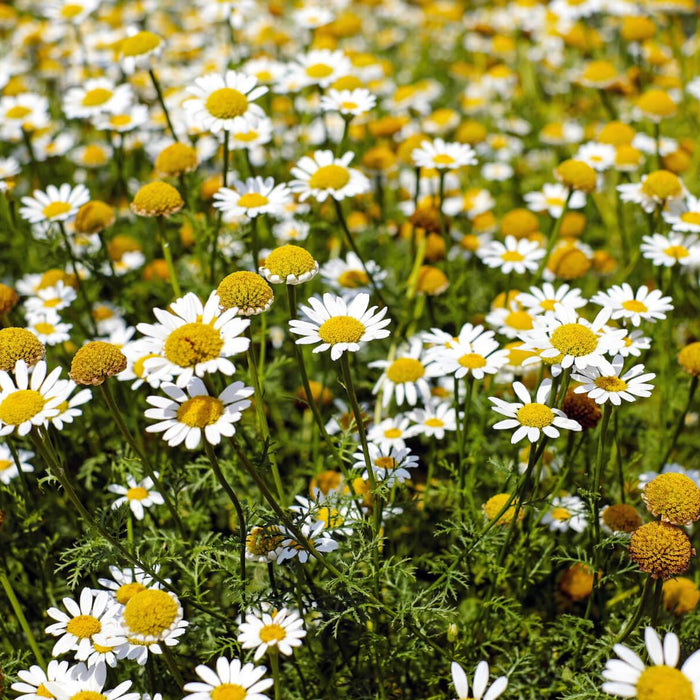 chamomile flowers