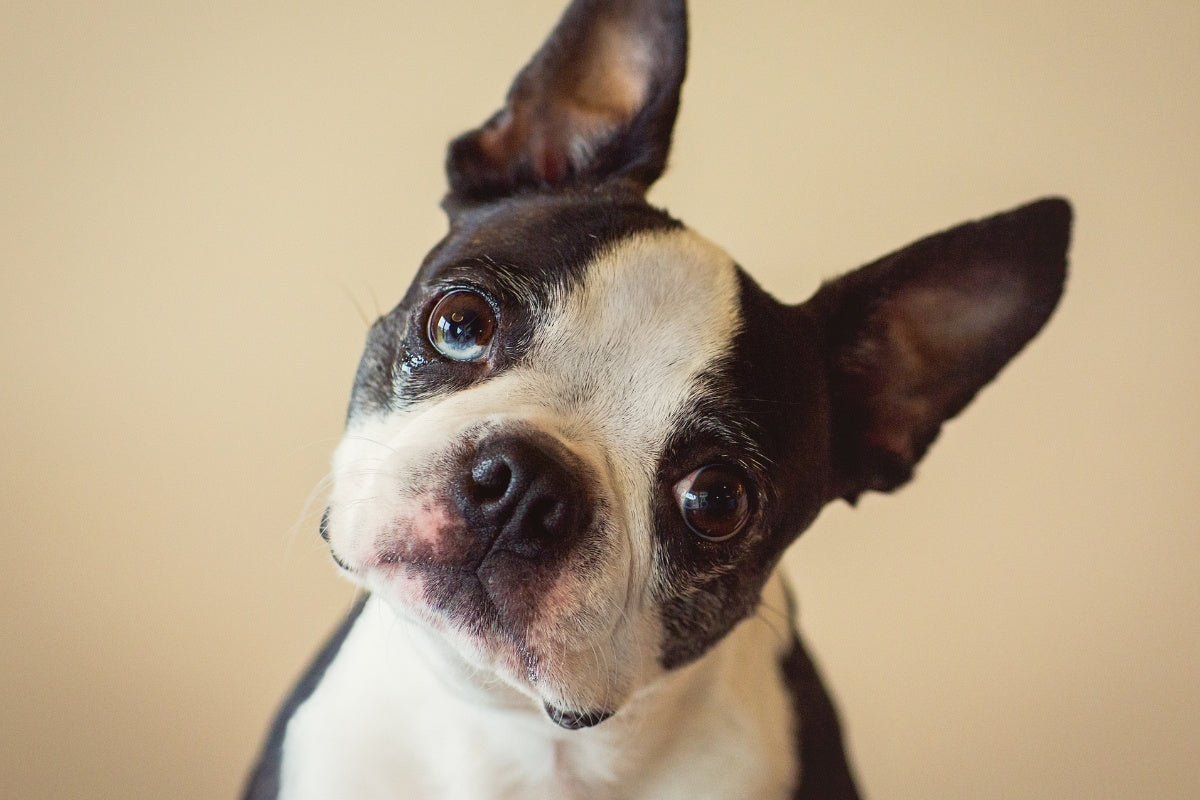 Are Reed Diffusers Safe for Dogs?