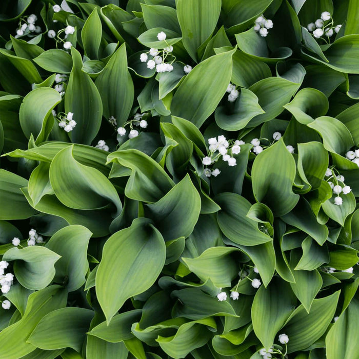 lily of the valley; flower; may bells; essential oil; benefits of essential oil; uses of lily; history of lily; gift singapore; gift ideas