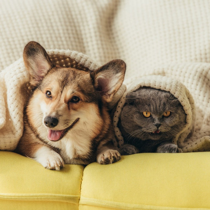 6 Safety Tips for Your Pets When Using Diffusers at Home
