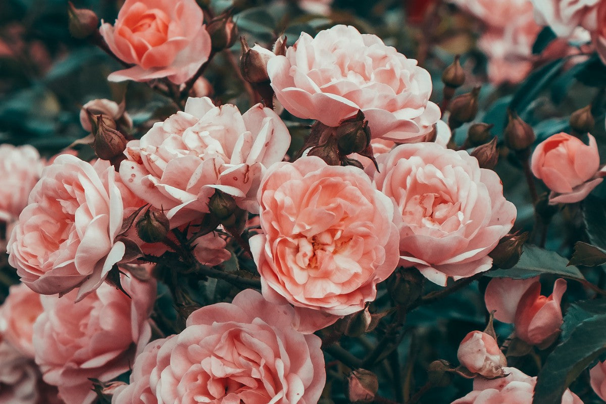 Floral Favourites: Rose & Ylang Ylang Essential Oils