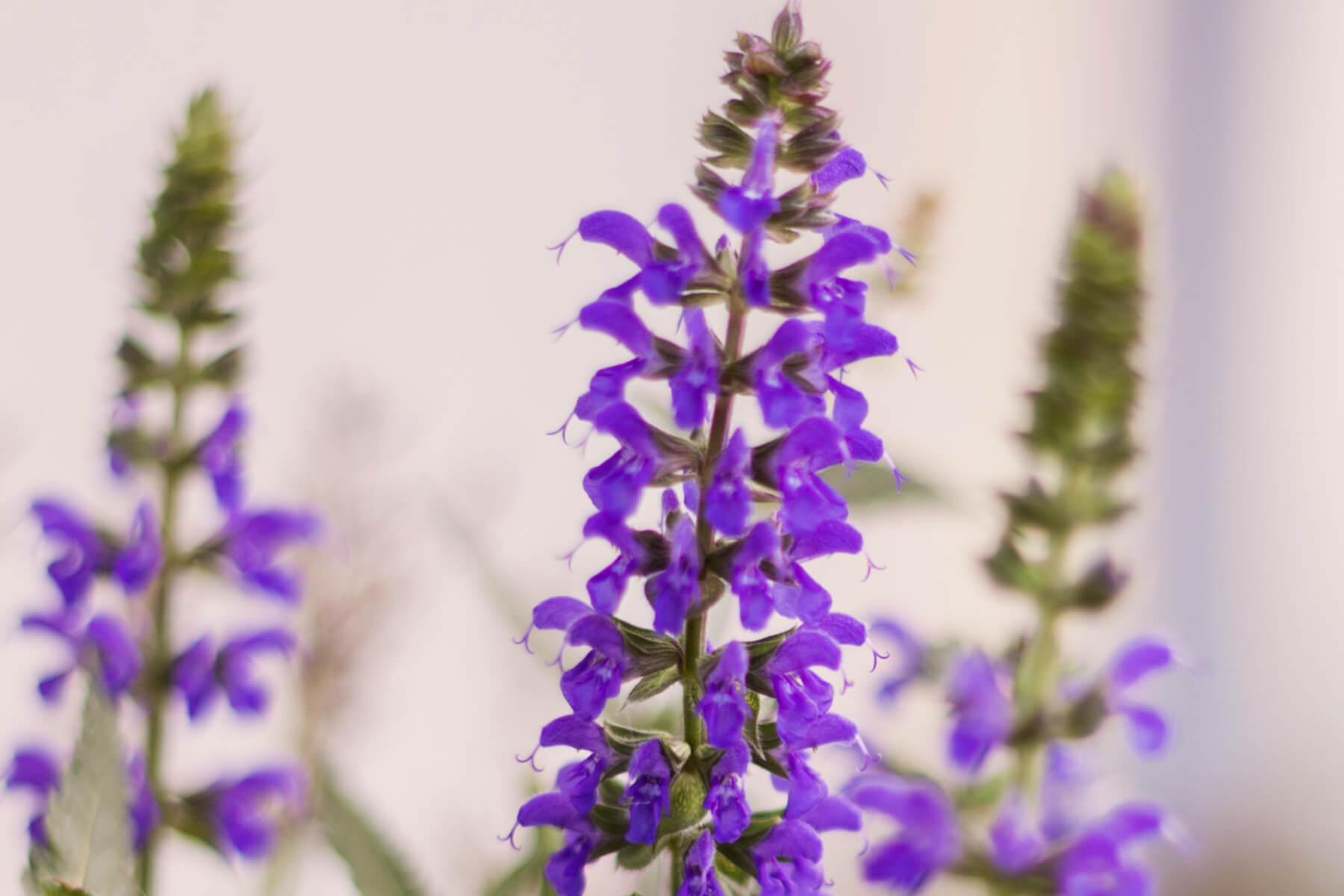 Clary Sage Essential Oil- Benefits, Uses, and Origin - Innerfyre Co