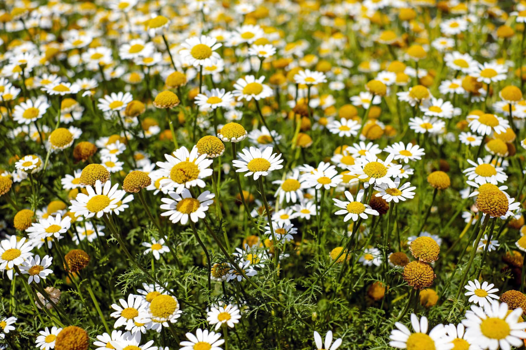 chamomile flowers