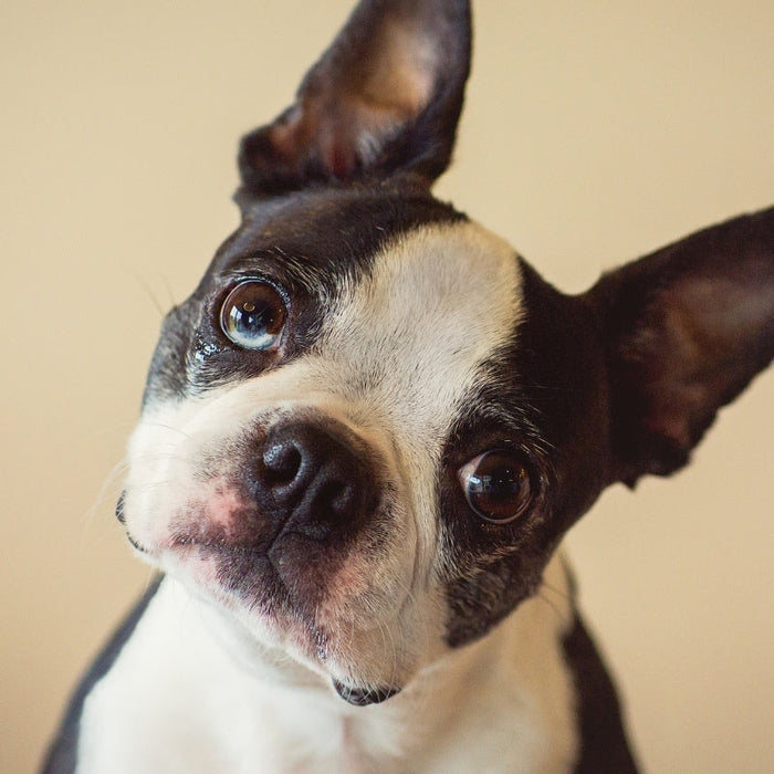 Are Reed Diffusers Safe for Dogs?