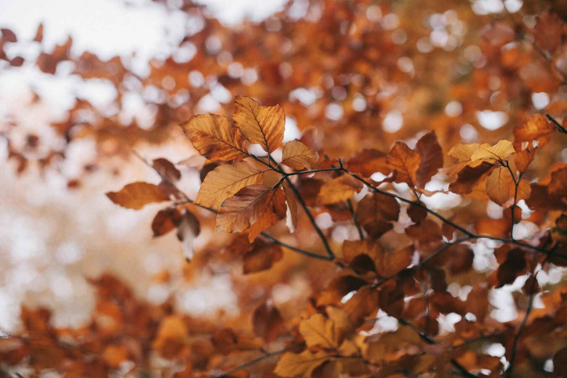 autumn leaves; how to experience autumn in singapore; gift ideas; gift singapore; pumpkin spice; cinnamon; diwali gift ideas