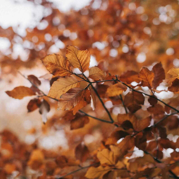 autumn leaves; how to experience autumn in singapore; gift ideas; gift singapore; pumpkin spice; cinnamon; diwali gift ideas