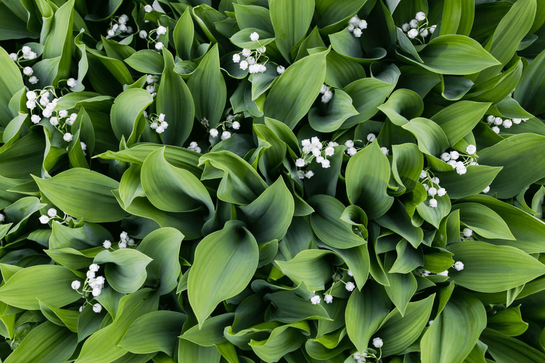 lily of the valley; flower; may bells; essential oil; benefits of essential oil; uses of lily; history of lily; gift singapore; gift ideas
