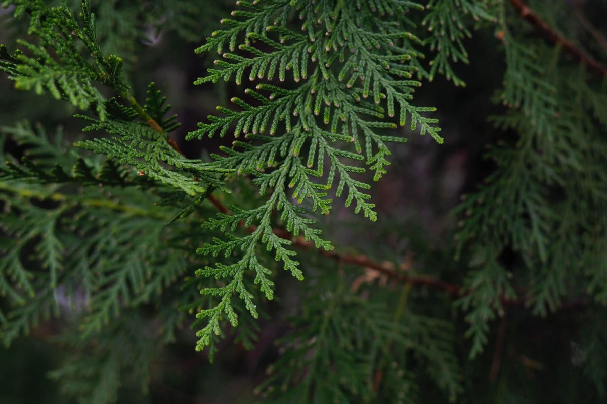 10 Benefits and Uses of Cypress Oil