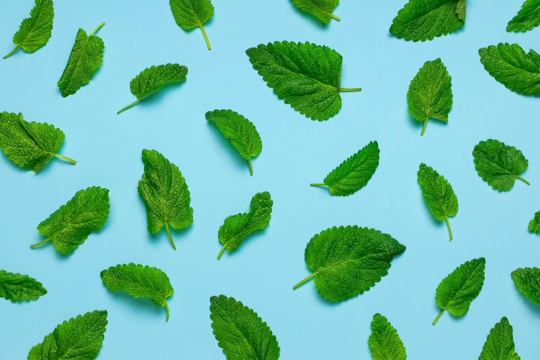 peppermint leaves for making essential oil