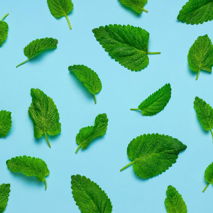 peppermint leaves for making essential oil