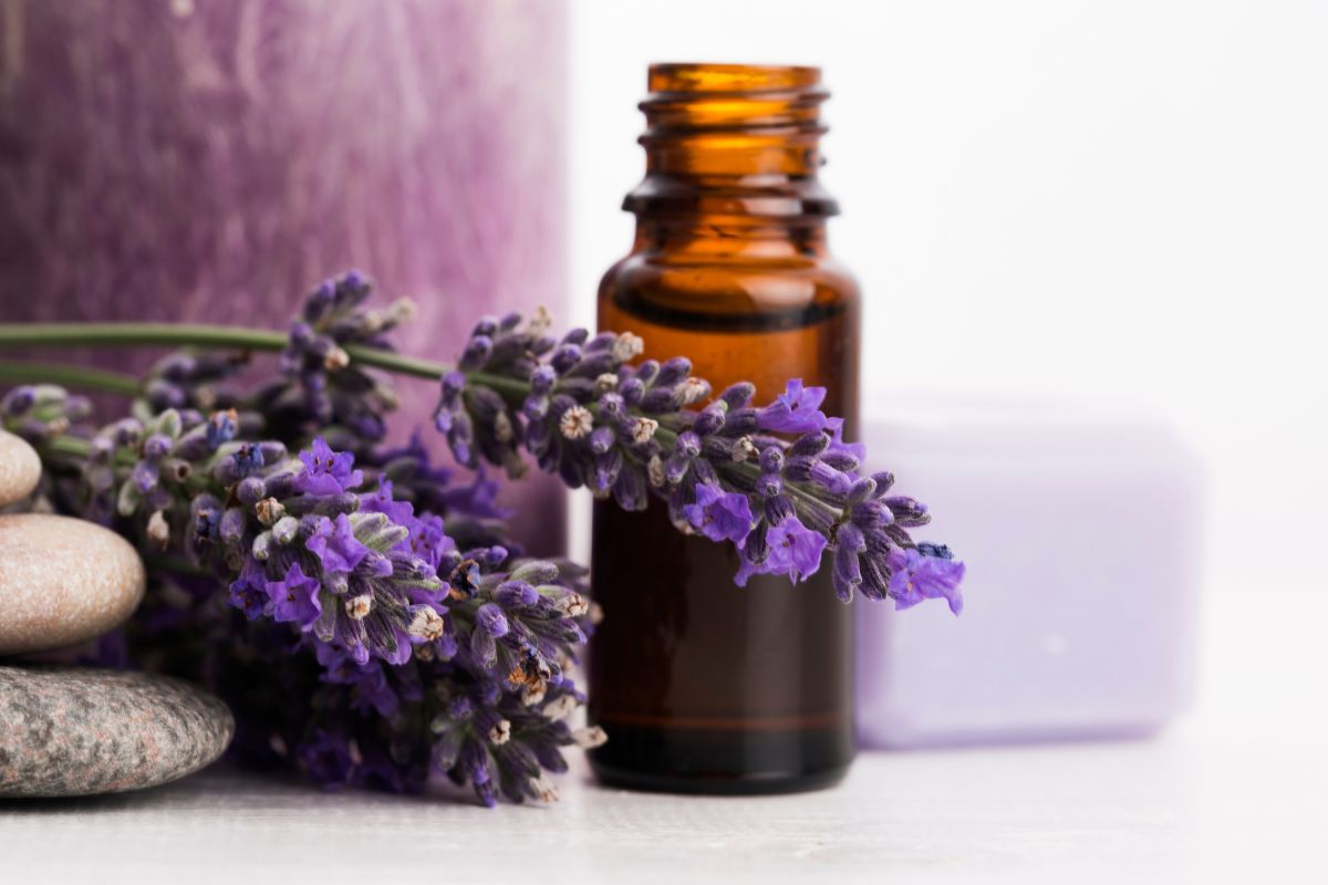 The Benefits of Lavender Essential Oil in Sleep Quality