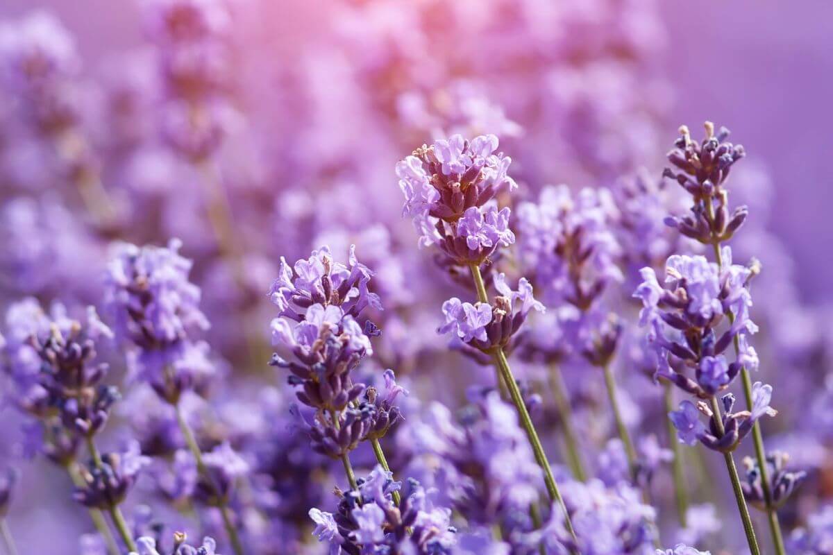 lavender plants for making essential oils